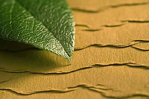 Leaf on textured background