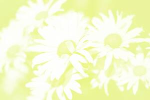 Daisy background