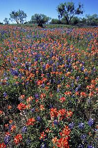 Field of wildflowers in bloom