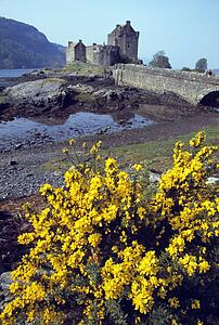 Scottish Castle