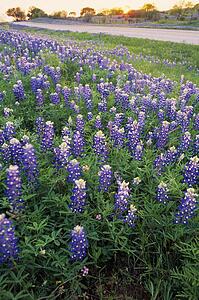 Blue Bonnet Flowers