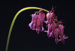 Bleeding heart flower