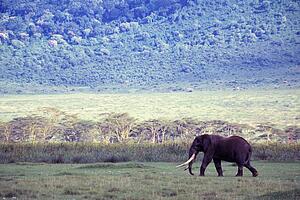 Elephant in the wild