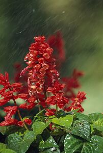 Salvia Plant