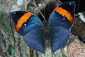 Dead Leaf butterfly