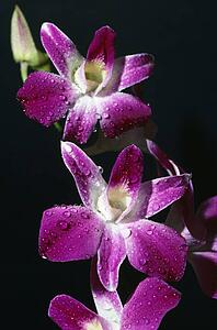 Orchids in Bloom