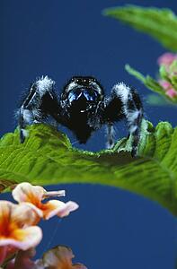 Spider on Lantana