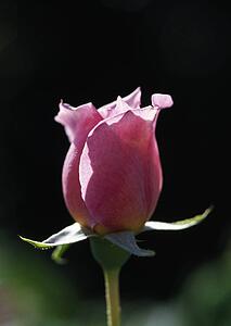 Pink rose bud
