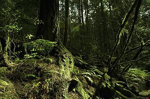 Moss in rain forest