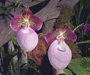 Chinese orchids