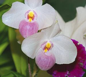 Orchids