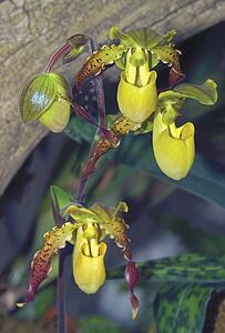 Yellow Orchids