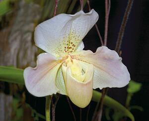 Orchid paphiopedilum