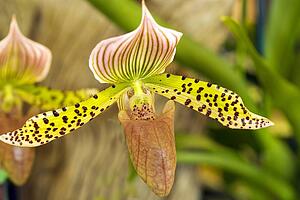 Orchid paphiopedilum