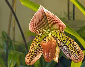 Orchid paphiopedilum
