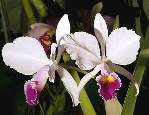 Laelia orchid