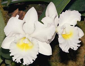Cattleya orchid