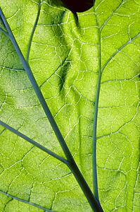 Close-up leaf viens