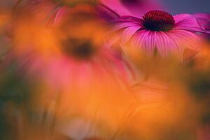 Purple cone flower with soft focus