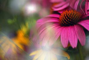 Purple cone flower with soft focus