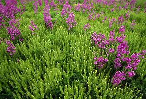 Purple wildflower patch