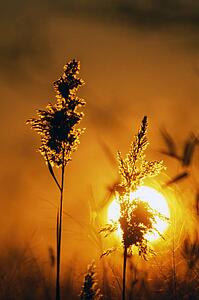 Sunrise and wheat stalks