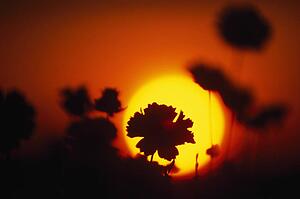 Silhouette of flowers at sunrise