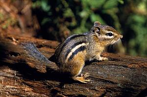 Chipmunk on a log
