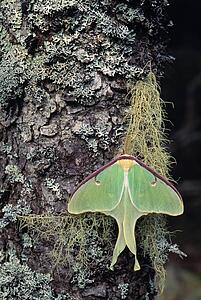 Luna Moth
