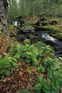Forest Stream