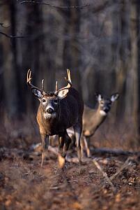 Eight point buck and doe