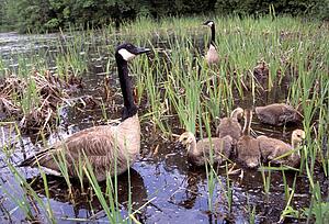 Canada geese with goslings