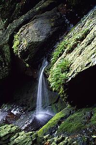 Cascade between mossy boulders of wilderness stream