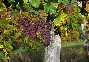Grapes ripening on the vine