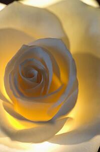 Delicate white rose