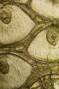 Bark