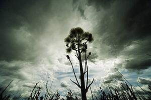 low-angle nature