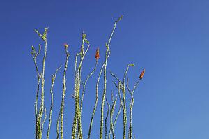 Plant stalks