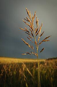 Wheat stalk