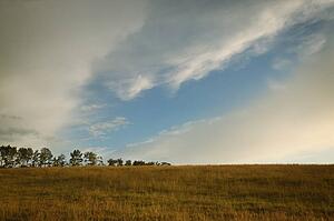 Dry field of grass