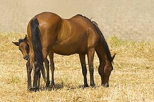 Mare and foal feeding
