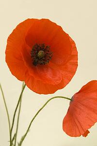 Wild red poppies