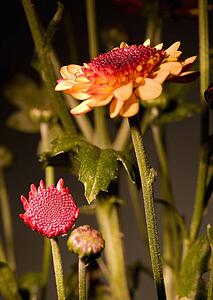 Yellow and red flowers