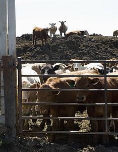 Herd of cattle behind enclosure