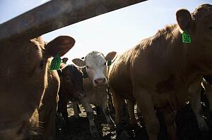 Cows