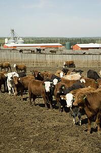 Herd of cattle