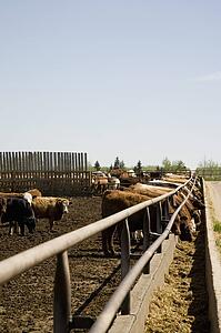 Cows eating