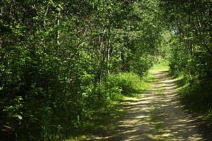Pathway through brush