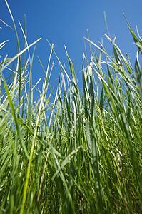 Wheat grass