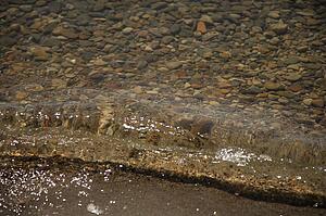 Transparent water